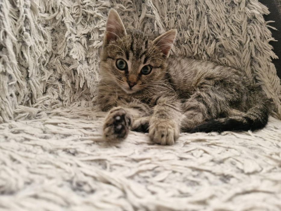 Miziasty Szymonek szuka kochajacego domu