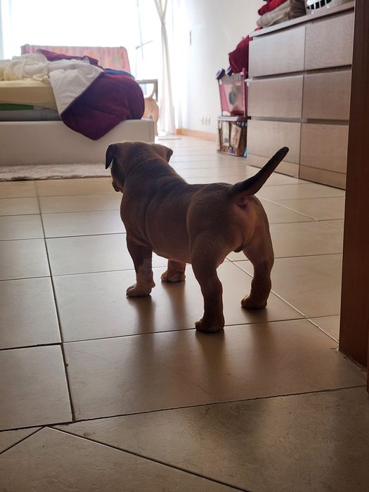 American Bully Pocket