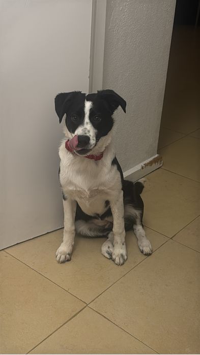 Border collie para adoção
