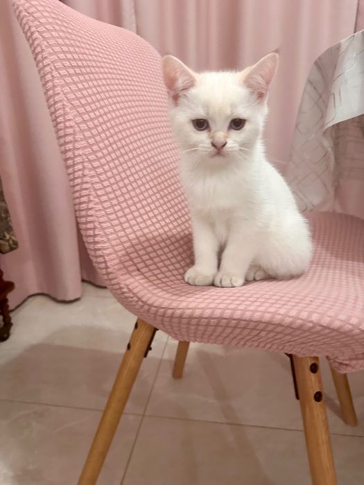 Шотландські котики