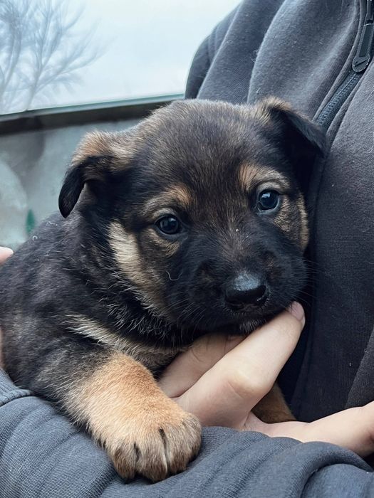 Тварини собаки в добрі руки