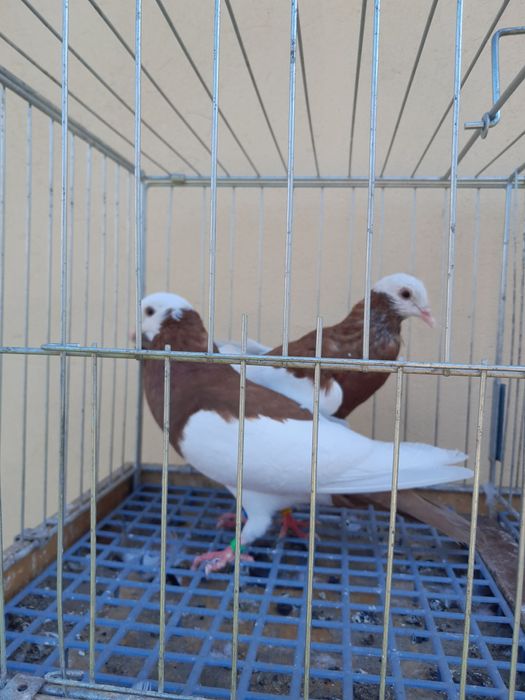 Gołębie siodłate.