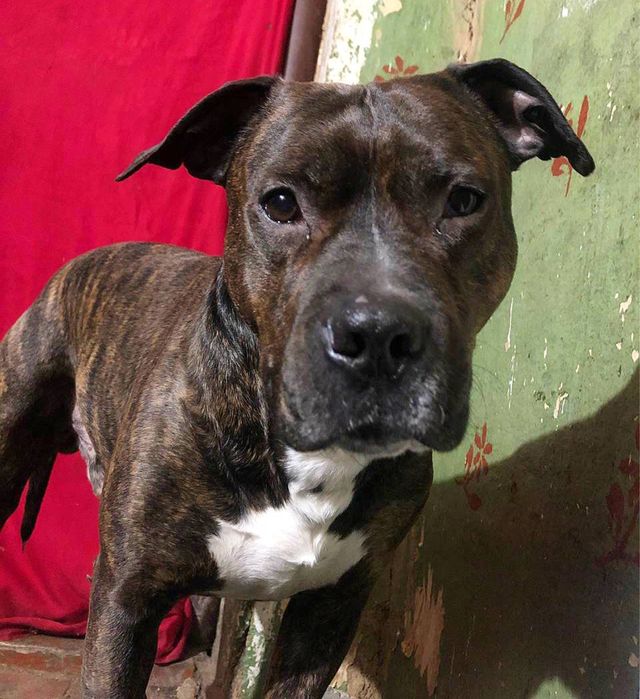 Пітбуль питбуль ищет семью