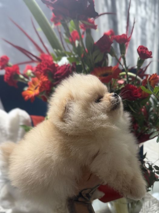 Szpic Miniaturowy Pomeranian