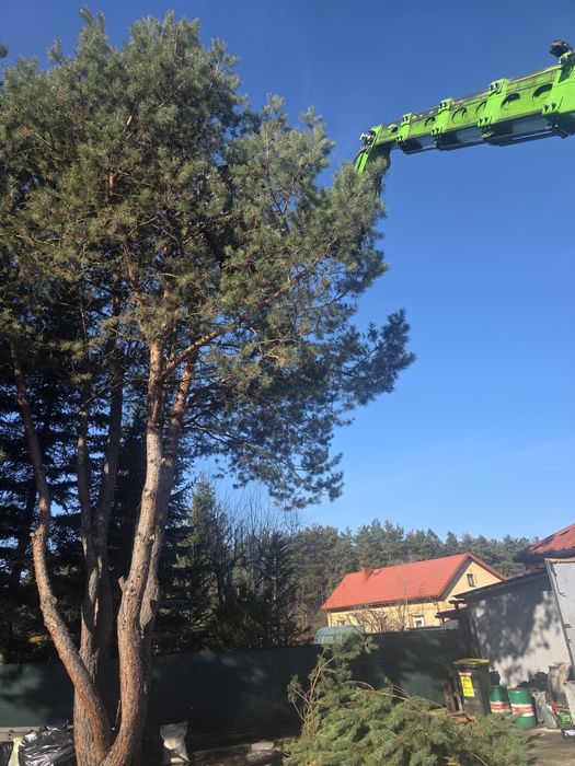 Wycinka drzew, prace alpinistyczne