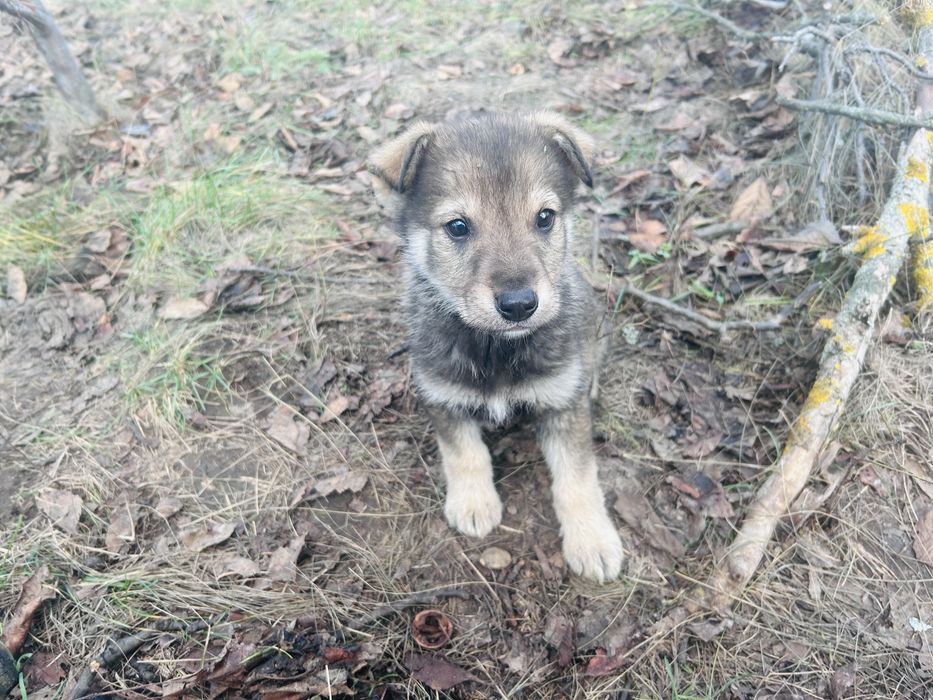 Щенята в добрі руки