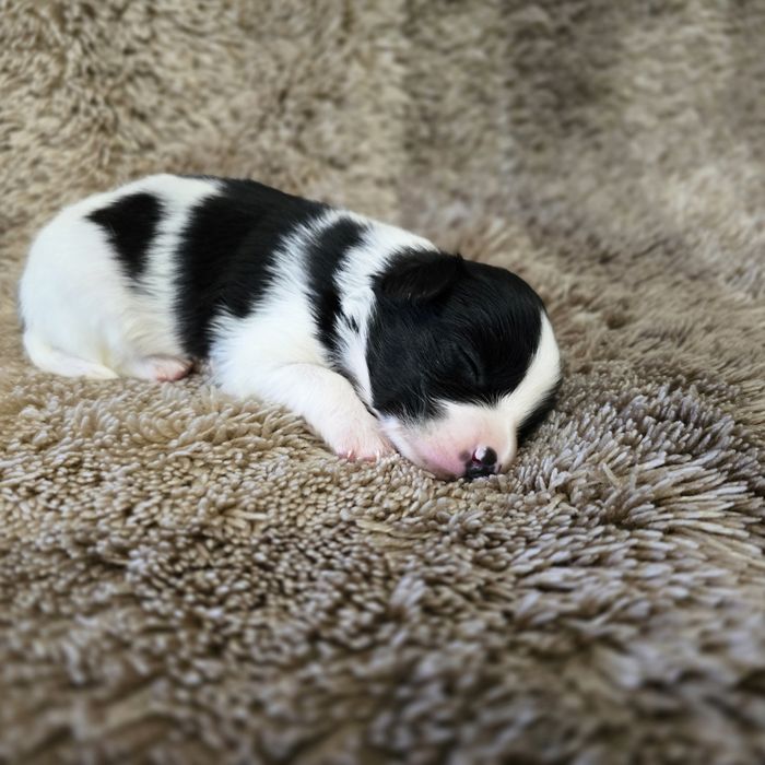 Papillon , ZKwP FCI, Spaniel kontynentalny miniaturowy