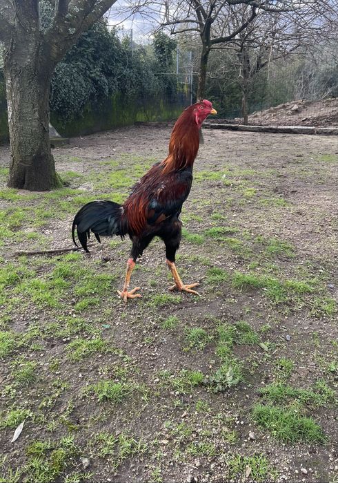 Casal indios gigantes