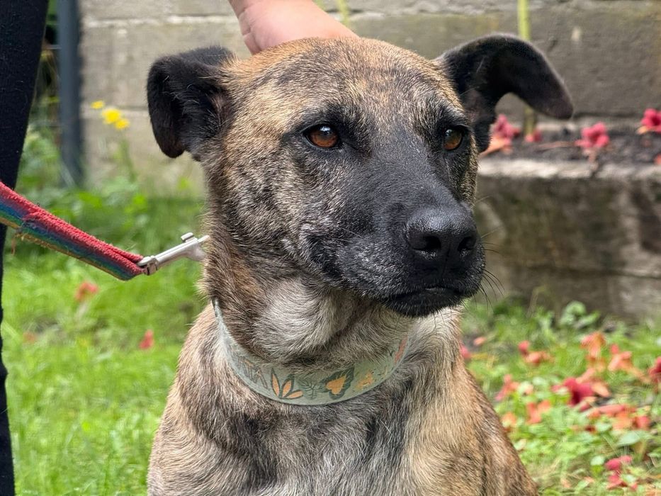 Pregowana Rysia prosi o dom