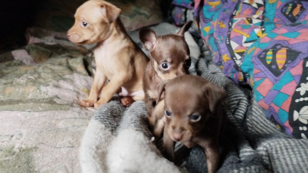 Цуценята Той-тер'єр