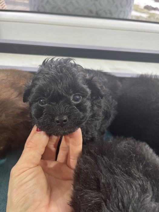 Suczka pomapoo  czarna