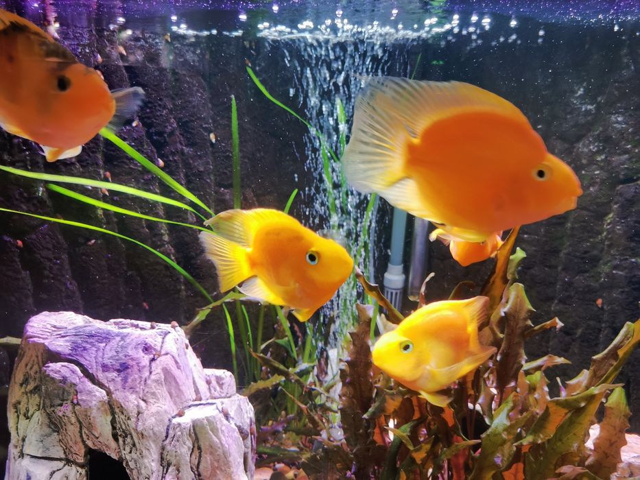 Рибка акваріумна папуга