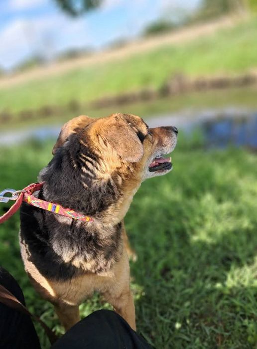 Super Pies Czesio do adopcji