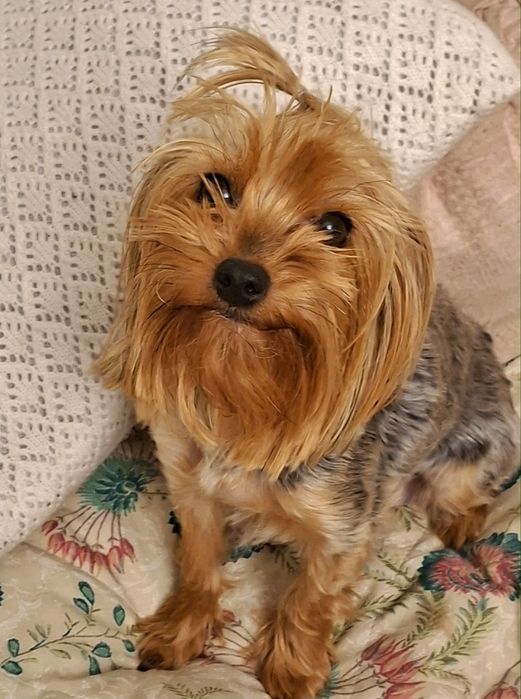 Yorkshire terrier suczki