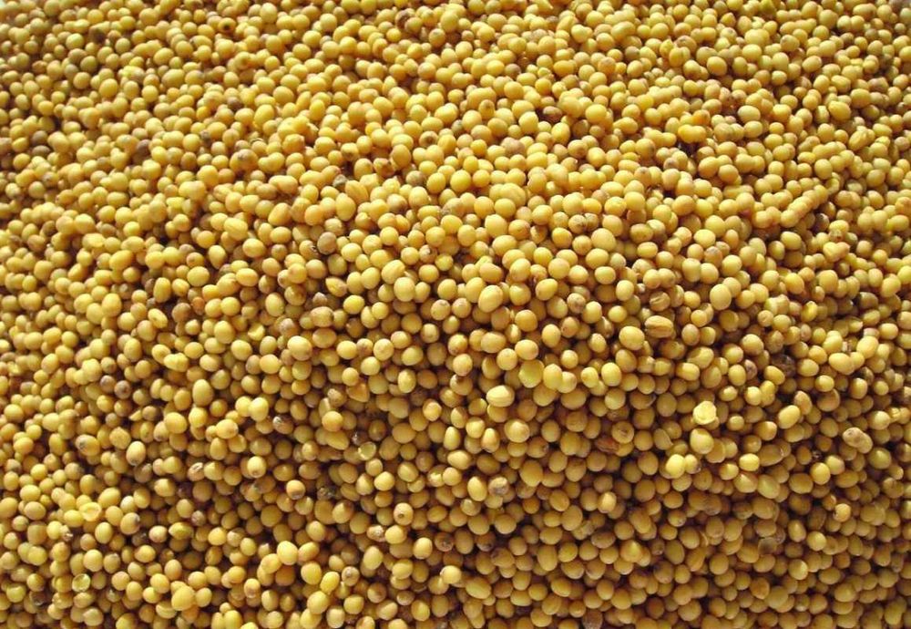 Гірчиця біла очищена