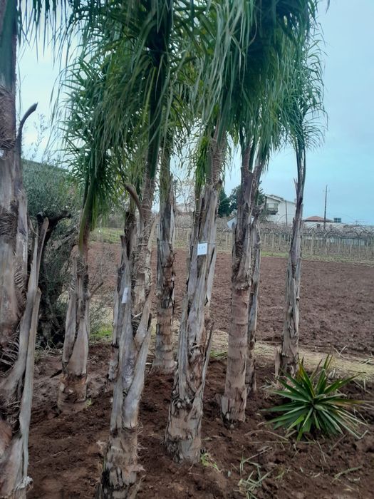 Coqueiros arescastrum