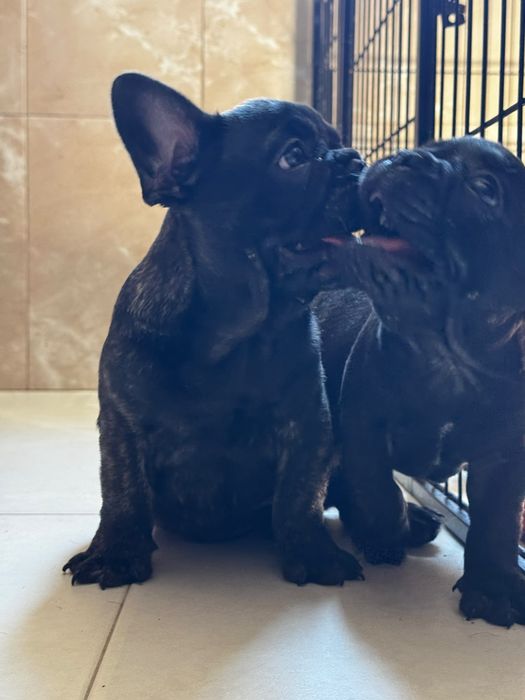 Bulldog Francês Top