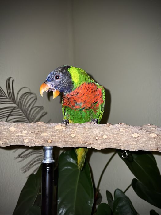 Lóris-arco-íris com cerca de 5 meses