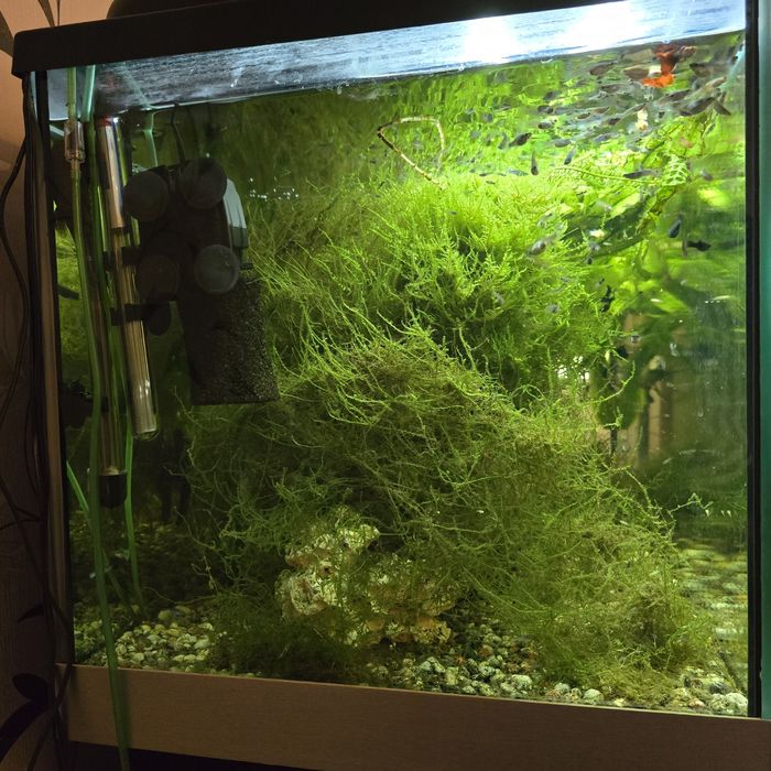 Akwarium 300l z życiem