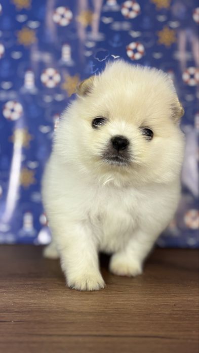 хлопчик шоу класу ти ведмедик