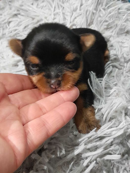 Yorkshire Terrier ZKwP FCI suczka
