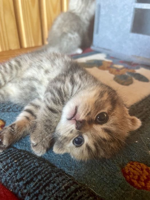 Чистокровні кошенята