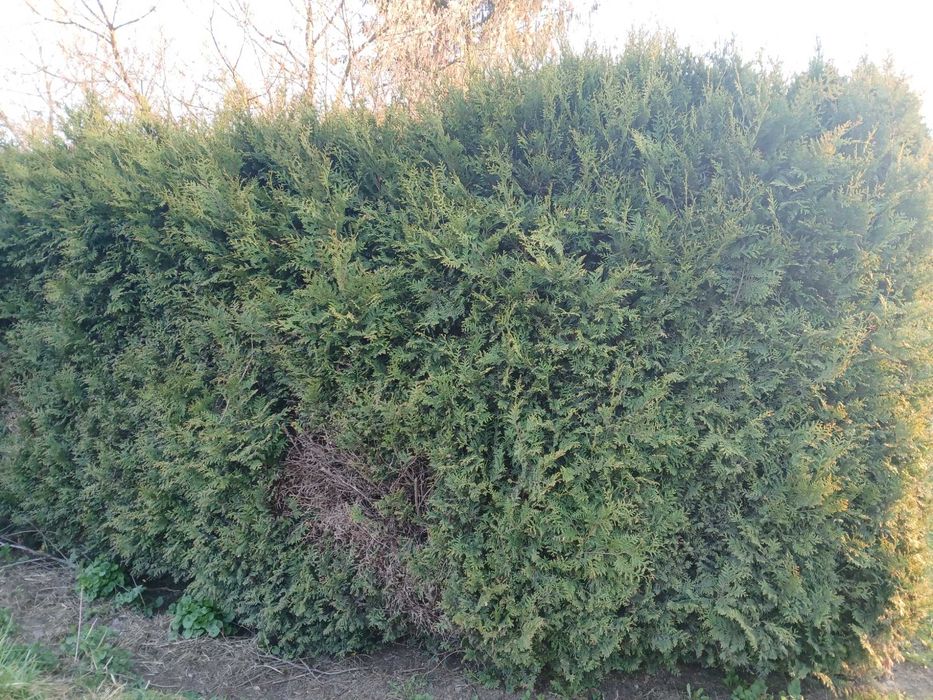 Tuje dorosłe za darmo