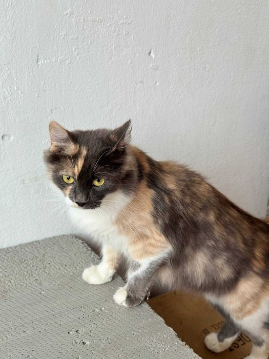 Безкоштовно кошенятка