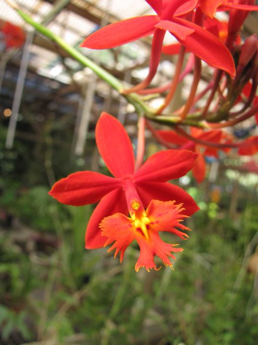 Orquídeas crucifixo - Epidendro vermelho