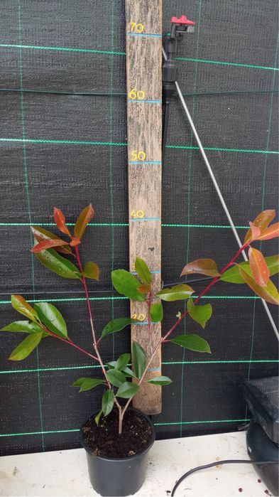Photinias 50cm varios tamanhos