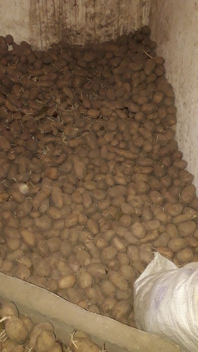 продам велику картоплю. домашню