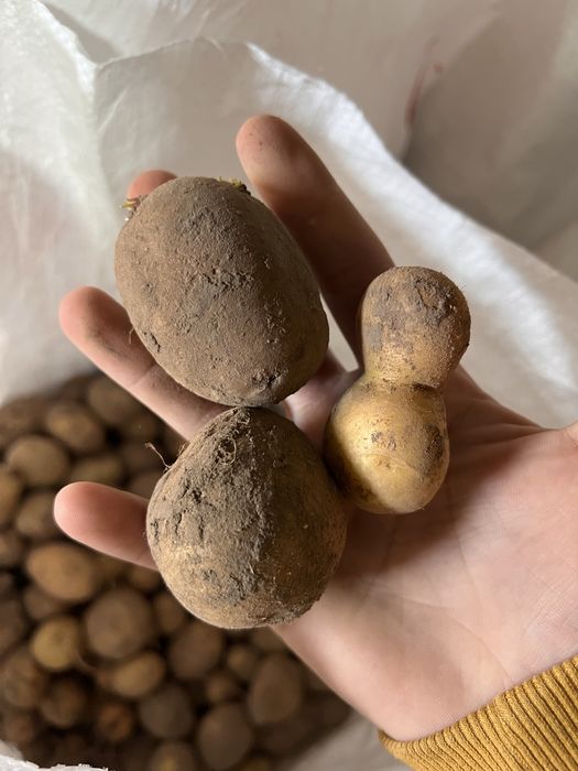 Продам дрібну картоплю