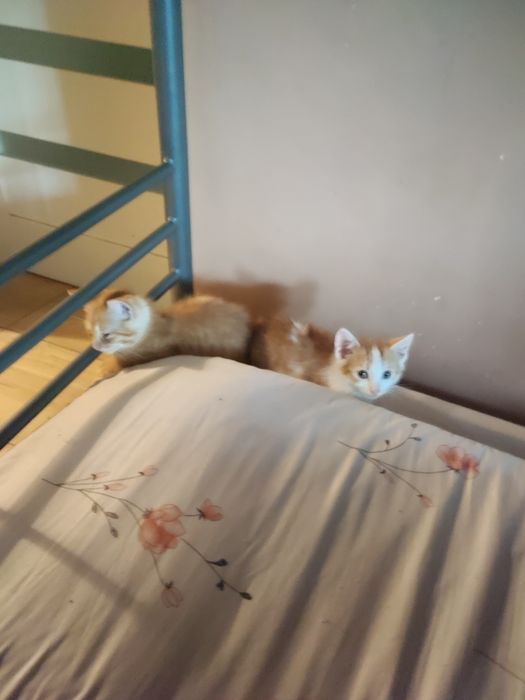 Oddam kotki w dobre ręce