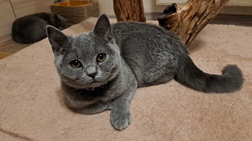 Brytyjskie Krótkowłose