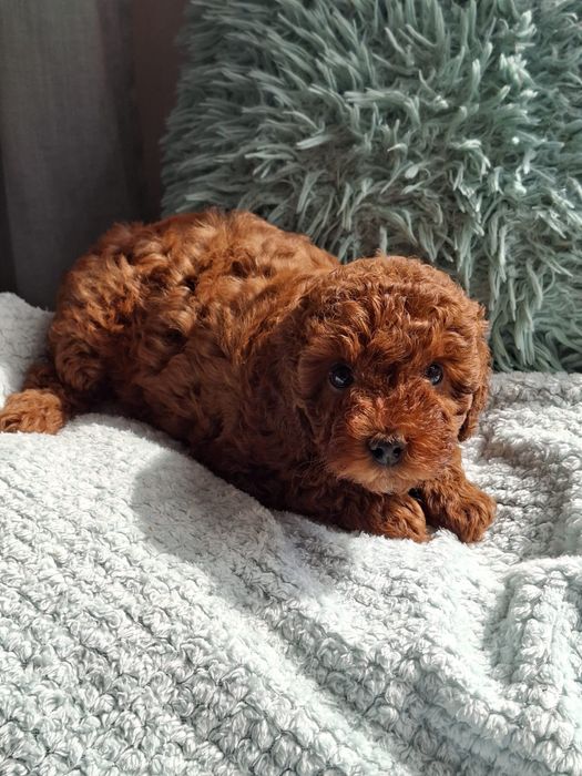 Maltipoo F1b Pudel i Maltipoo -