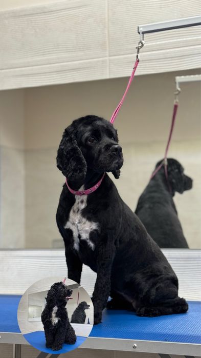 Грумінг на вул. Стеценка, район Берковець