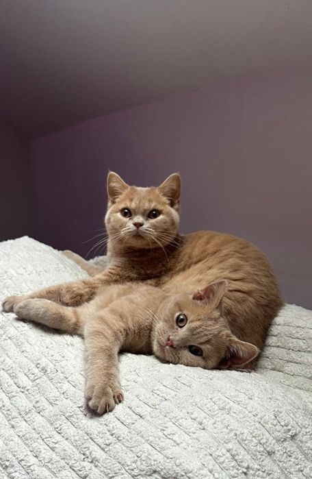 Kotki Brytijskie Krótkowłose /  Bicolor /WCF gotowe do odbioru