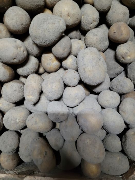 Ziemniaki prosto po kombajnie