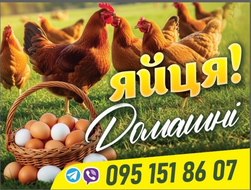 Яйця Домашні, курині !