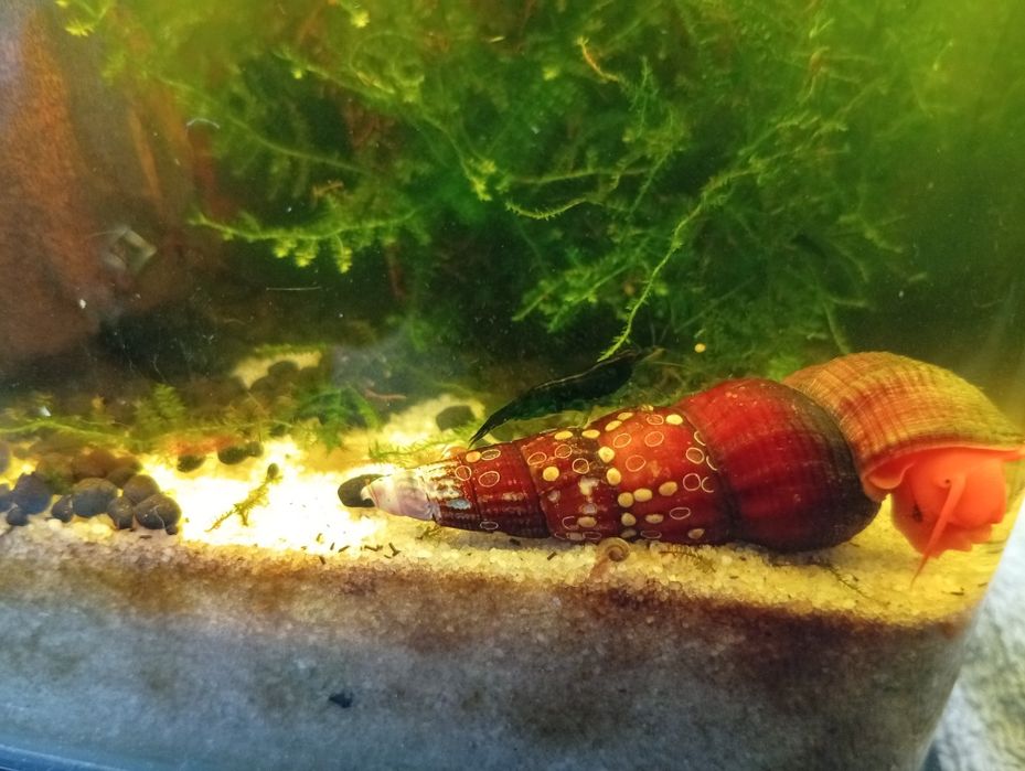 Krewetki neocaridina
