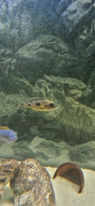 Otopharynx lithobates Femea 10cm 
Resumo de IA

        O Otopharynx lithobates
Resumo de IA

        O Otopharynx lithobates
