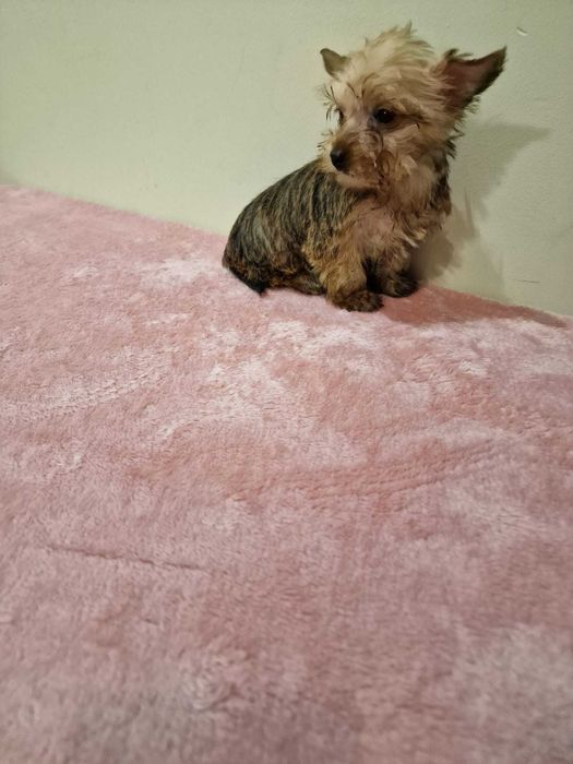 Yorkshire Terrier super miniatura (Gold)