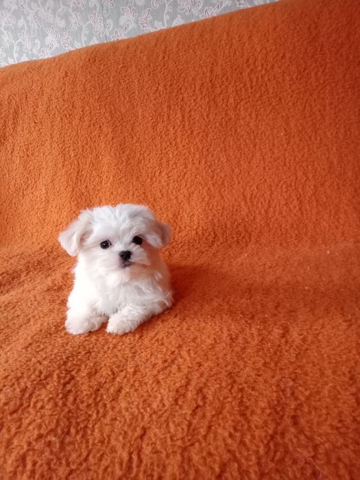 Щенки мальтийской болонки