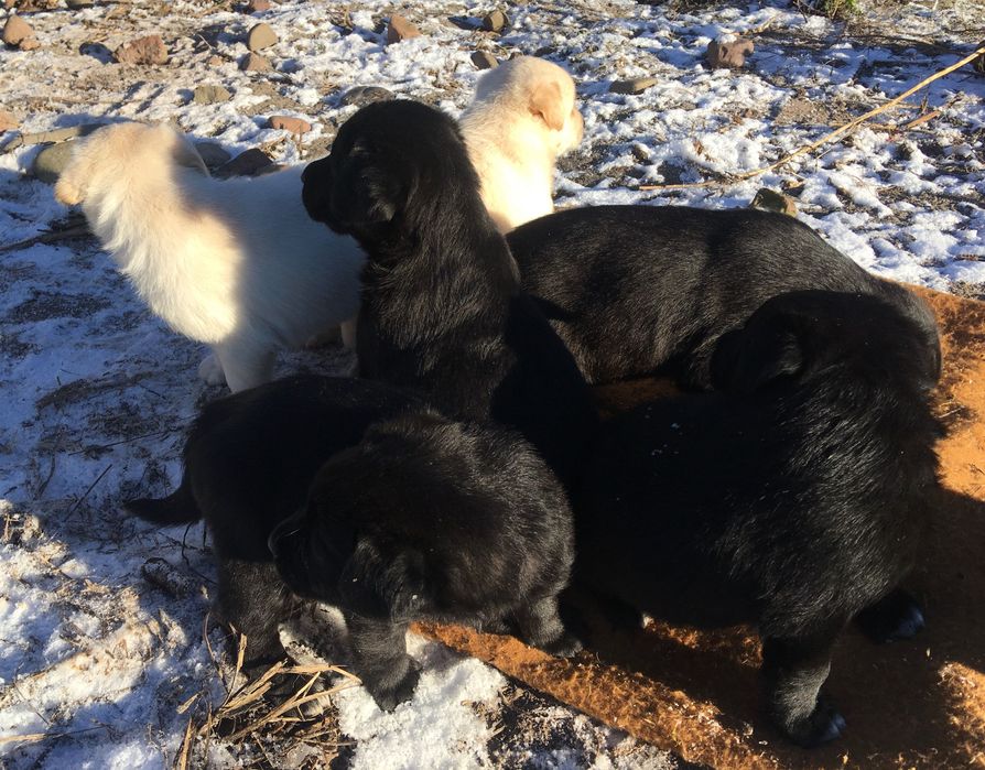 Собачата лабрадора