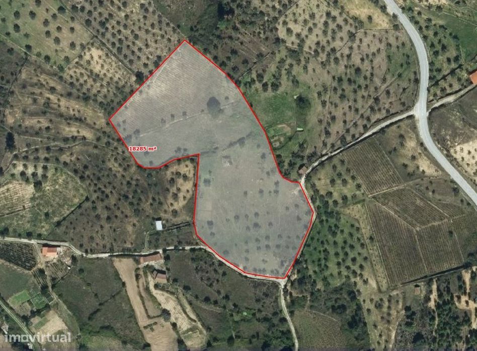 Terreno rústico com olival e vinha em Riodades