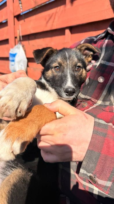 Метис вівчарки, дівчинка