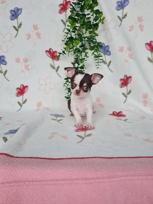 Excecional menina mini mini Chihuahua/Chiuaua de Qualidade