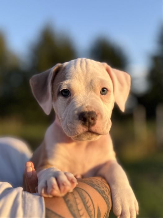 Szczeniak American Staffordshire Terrier (Amstaff) – ZKwP/FCI