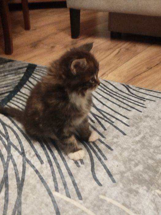 Kotki Maine Coon