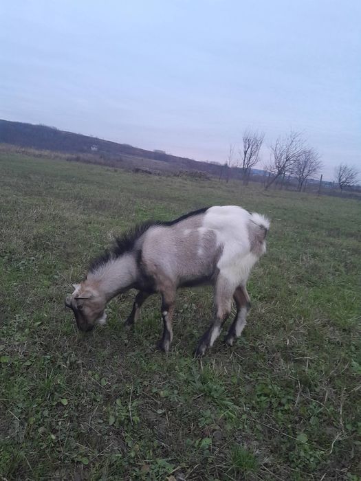 Козел альпо-нубійський